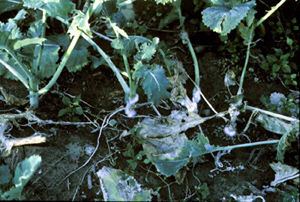 Sclerotinia infection in rosette stage plants.