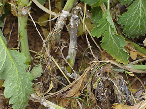 Sclerotinia infected stem during flowering
