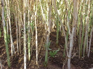 Sclerotinia infected canola in seed fill stage