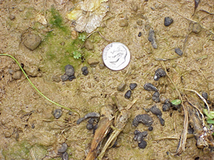 Sclerotia on soil surface with a coin for scale. The Sclerotia spots are smaller than the coin and appear in clusters that are similarly sized to the coin