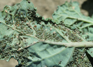 Turnip aphids on canola leaf.