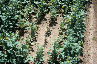 Aphid damaged area in field