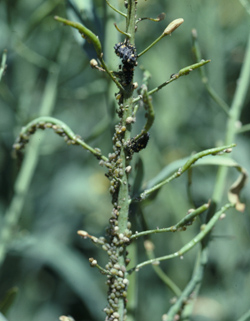 Aphids on canola stalk causing deformed and aborted pods.