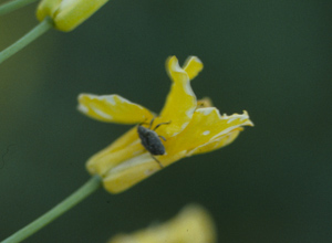 Cabbage seedpod weevil on a canola flower.