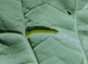 Diamondback moth larva on a leaf.