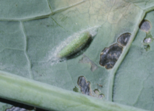 Diamondback moth pupa on a leaf