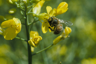 Honey bee foraging on canola flowers.