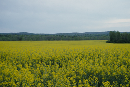 canola oil production by country