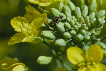 Lygus bug adult on canola flower buds.