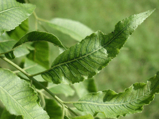 Pecan leaves with wavy margins and chlorosis
