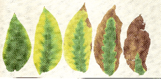 Pecan leaves with yellow and brown margins leaving a christmas tree shaped green section in the middle