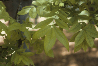 Pecan leaves showing iron deficiency
