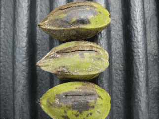 Water stage fruit split of pecan