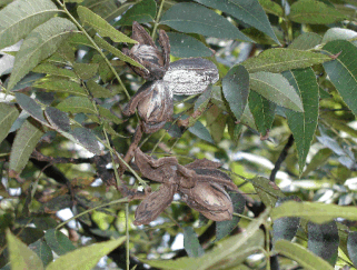 Pecans on branches showing shuck decline. Some of the pecans also have white fungus growing on the outside.