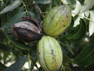 Pecan showing shuck dehiscence