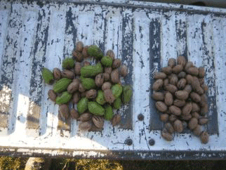 Two piles of pecans. One pile shows delayed shuck split and is a mix of brown and green shucks, while the other is evenly brown and has normal shuck split.