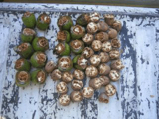 Pecans showing delayed and normal shuck splitting