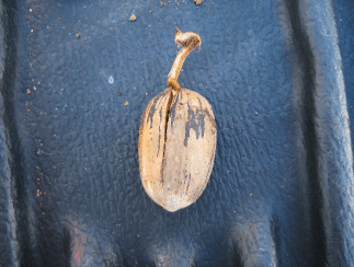 Pecan with a sprout coming out of it, showing premature germination