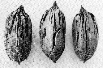 Wichita pecans with shells cracking