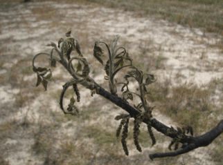 Branch of a pecan tree with frost damaged leaves