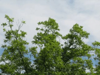 Pecan tree showing leaf die-back