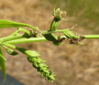 Pecan branch showing abnormal flowering