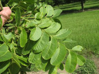 Mouse ear shaped pecan leaves