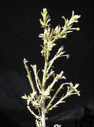 Pecan branch with rosetting on the twigs