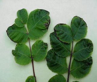 Necrotic leaf tips in pecan tissue