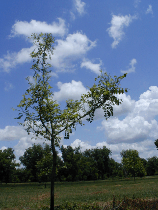 Pecan tree suffering from severe nickel deficiency