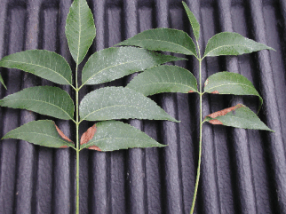 Pecan leaves showing scorching along margins