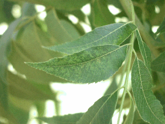Pecan leaves with lighter green-yellow speckling