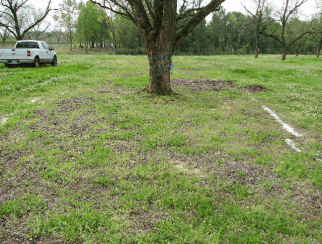 Grass around a pecan tree showing potassium banding