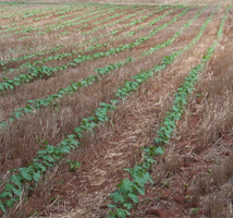 Conservation tillage