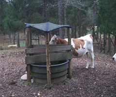 Cow at a watering area