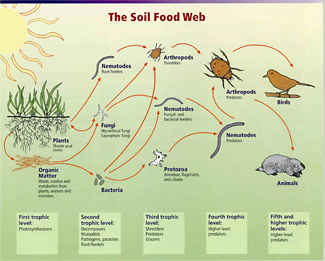 Soil food web showing bacteria, fungi, worms, insects, birds, and other animals