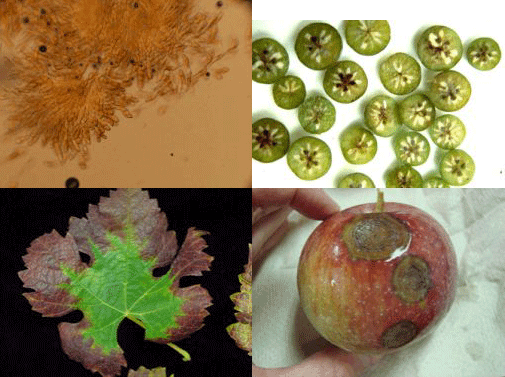 fruit and fruit foliage showing disease signs