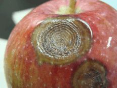 Bitter rot concentric rings on apple