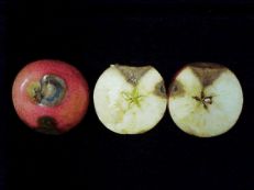 Bitter rot V-shaped lesions on apple and cross section