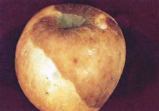 White or bot rot on apple