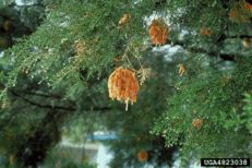 Cedar-apple rust on leaves