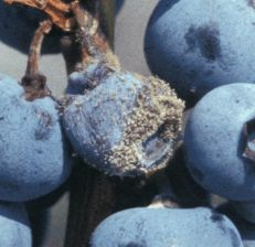 Botrytis blight on blueberries