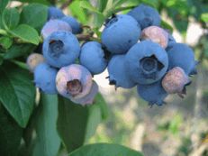 mummified blueberries