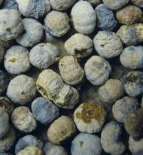 Monilinia vaccinii-corymbos on blueberries
