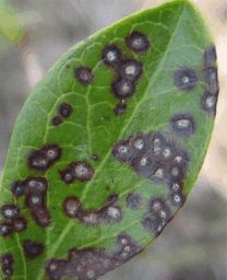 Septoria leaf spot on leaf