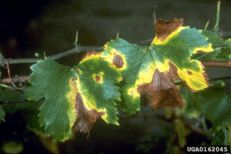 leaves with Pierce's disease