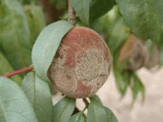 Brown rot on fruit