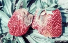 Botrytis blight on strawberries