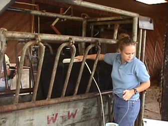 Using Live Animal Carcass Ultrasound in Beef Cattle | UGA Cooperative  Extension