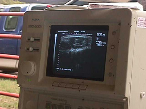 cow ultrasound image